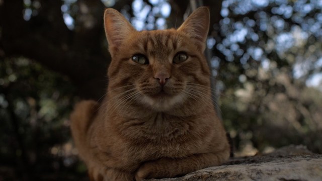 Le chant d'Empédocle